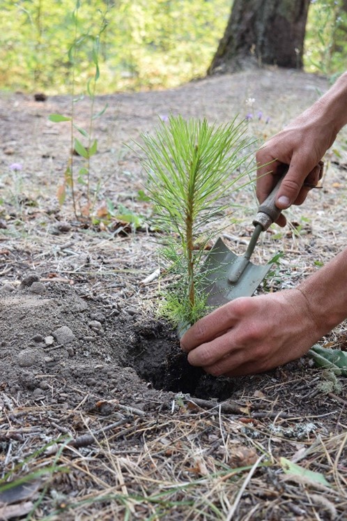 MatchBack Systems will plant a tree for every street-turn executed by our customers.